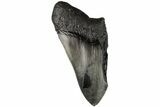 4.56" Partial, Fossil Megalodon Tooth  - #194002-1